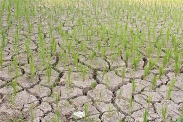 10 ngàn ha lúa nguy cơ thiếu nước